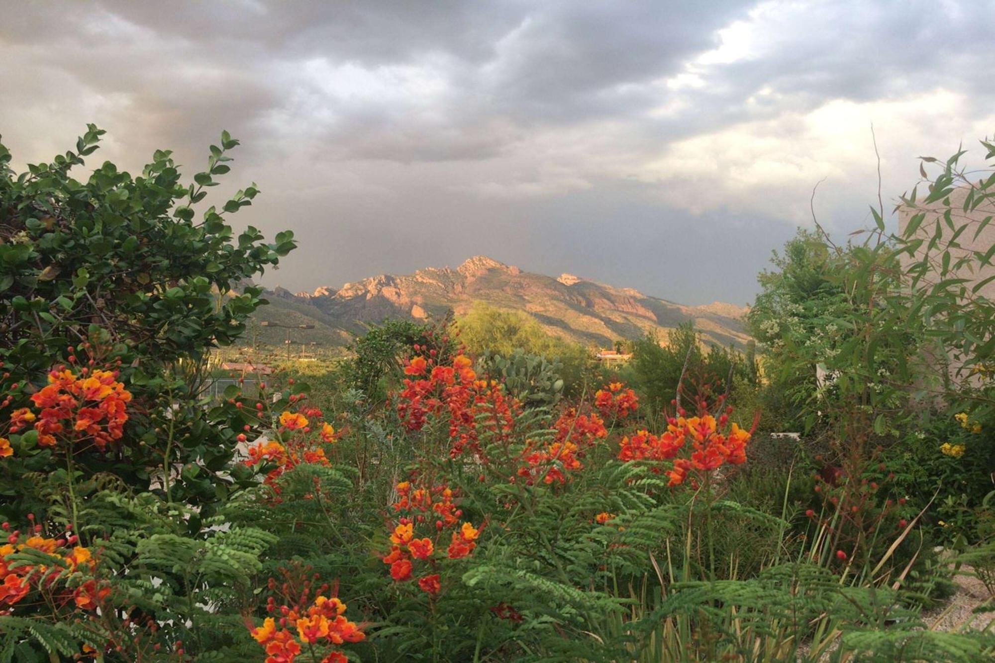 Westward Look Wyndham Grand Resort & Spa Tucson Eksteriør bilde