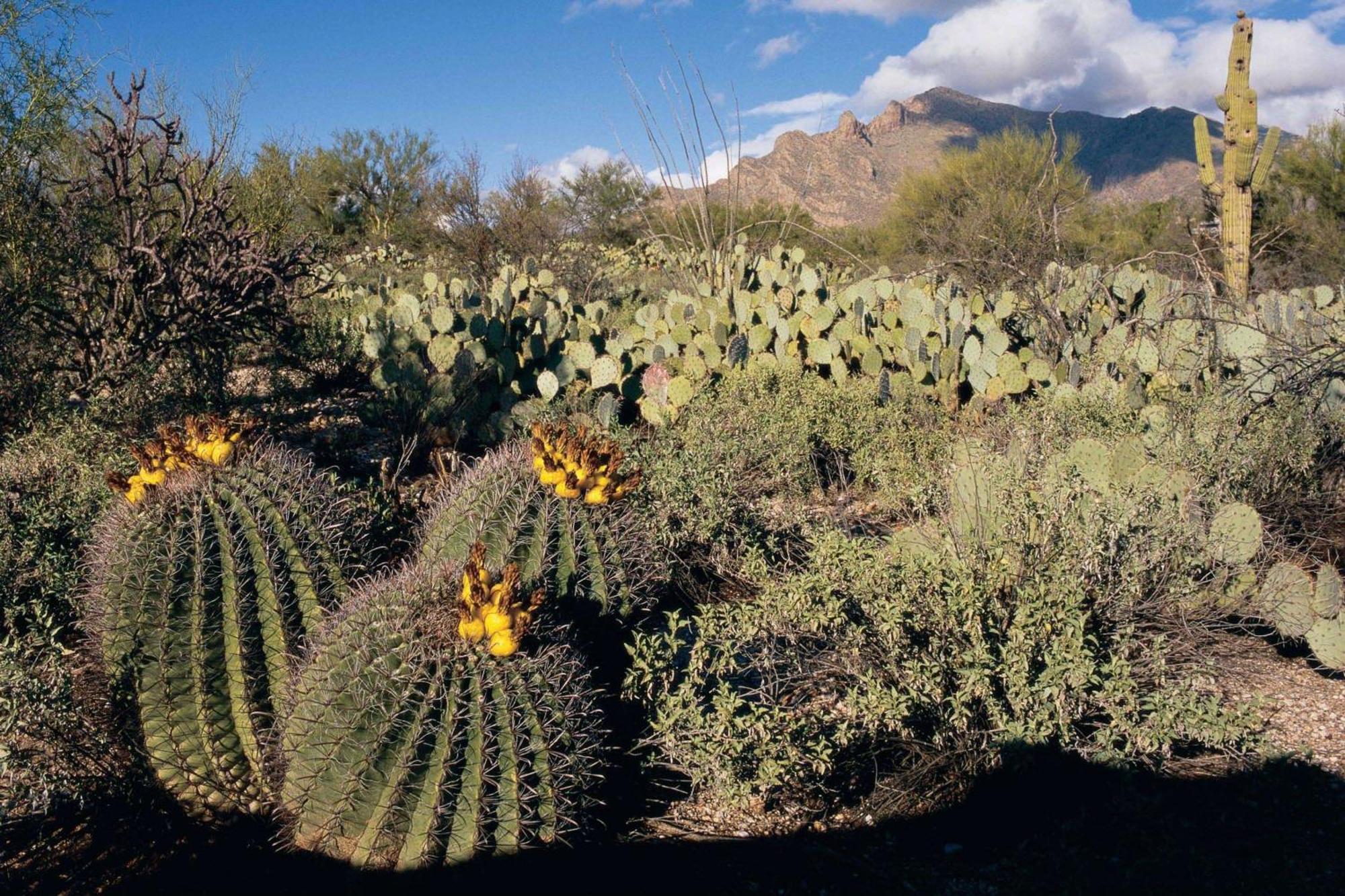 Westward Look Wyndham Grand Resort & Spa Tucson Eksteriør bilde